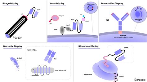 In vitro display technologies in antibody discovery and engineering ...