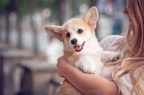 Corgi: Sturdy, smart, loyal dogs that make great companions