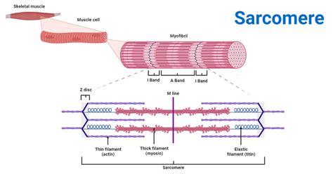 Sarcomere: Definition, Structure, Diagram, and Functions