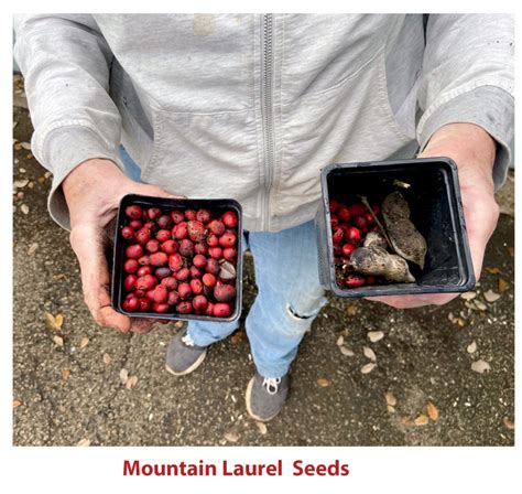 Texas Mountain Laurel Seeds - San Marcos Greenbelt Alliance