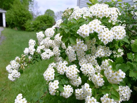 Gallery For > White Flowering Bushes