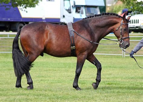 cleveland bay horse | Horses, Bay horse, Beautiful horses