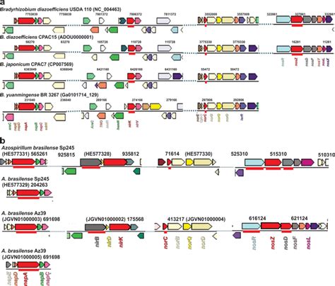 Genomic context of denitrification genes in the bacteria used as ...