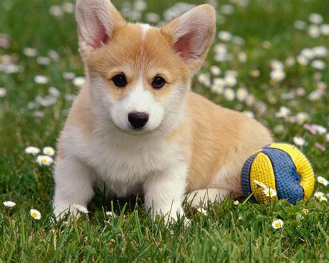 Corgi Resting From Playing Ball Image - ID: 463999 - Image Abyss