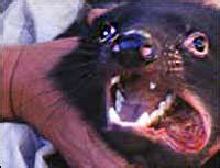 Cancer Could Wipe Out Tasmanian Devils : NPR