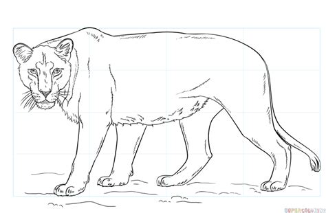 How to draw a lioness | Step by step Drawing tutorials