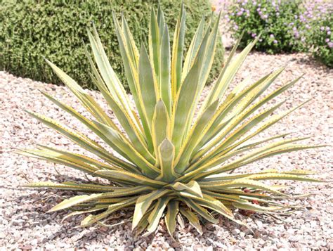 Agave – Century Plant, Var. | Elgin Nursery & Tree Farm: Phoenix, AZ