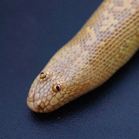 Arabian Sand Boa Is a Snake With The Funniest Face Ever