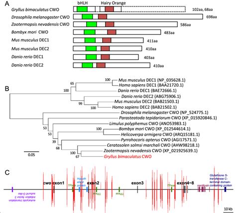 Structural and phylogenetic analysis of Gryllus bimaculatus clockwork ...