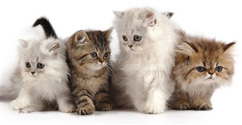 Persian Cat Names In Arabic - Pets Lovers