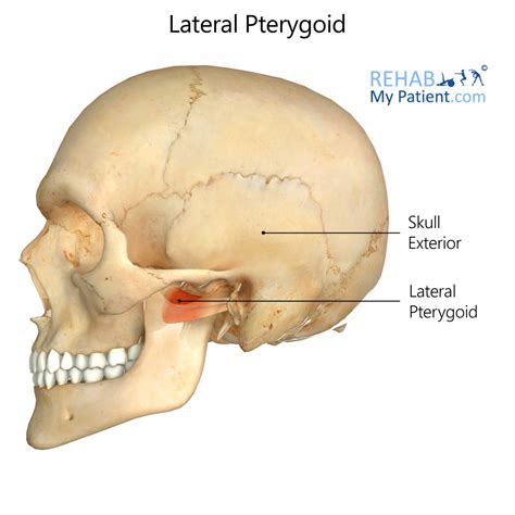 Lateral Pterygoid | Rehab My Patient