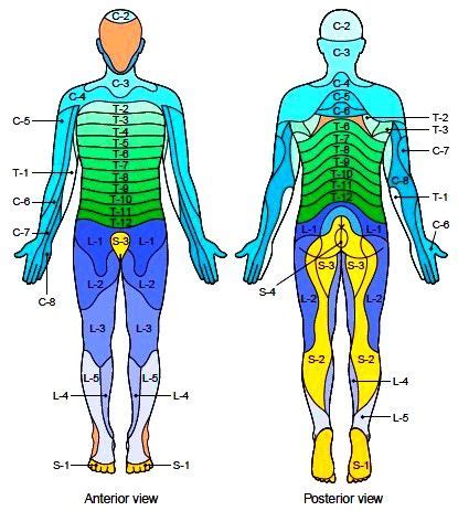 myotome and dermatome chart - Google Search | Massage therapy, Human ...