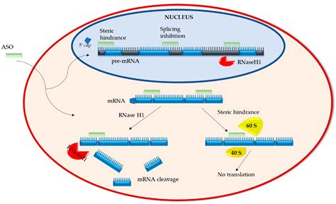 Biomedicines | Free Full-Text | The Challenges and Strategies of ...