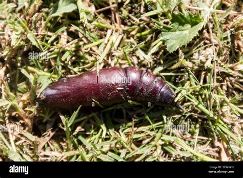 Pupa of the sphinx moth. Eumorpha pandorus Stock Photo - Alamy