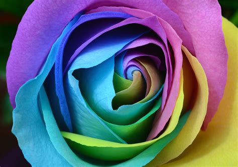 Rose flower Wallpaper 4K, Colorful, Multicolor, Rainbow