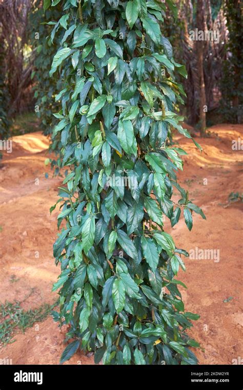 Pepper Farm Kampot Cambodia Stock Photo - Alamy