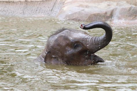 Baby Elephant Bathing 841612 Stock Photo at Vecteezy