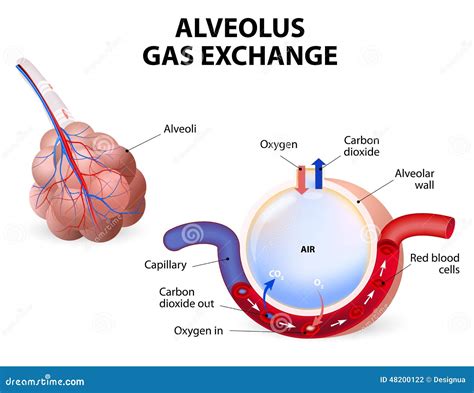 Alveolus. Gas Exchange Vector Illustration | CartoonDealer.com #48200122