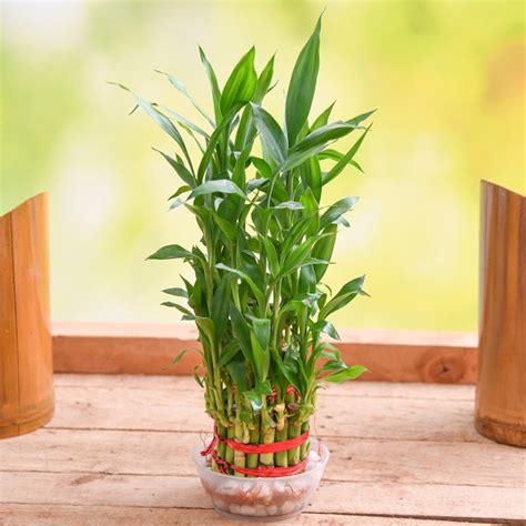 Buy Lucky Bamboo online from Nurserylive at lowest price.