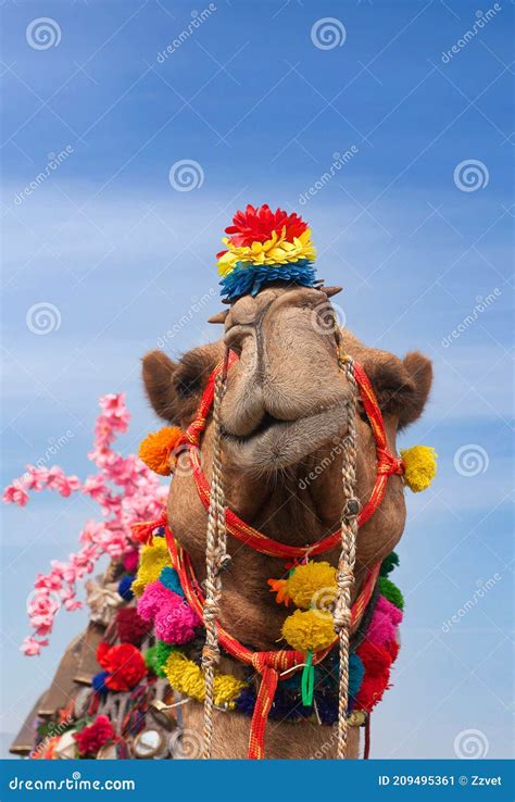 Beautiful Amusing Decorated Camel on Bikaner Camel Festival in ...