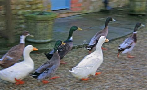 Laufende Enten stockbild. Bild von drake, laufen, ente - 21383951