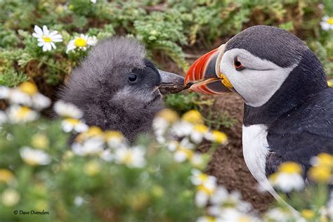 Young Puffin by Dave Ovenden on 500px | Puffin, Bird watcher, Bird