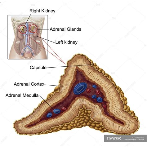 Anatomía de la glándula suprarrenal con etiquetas sobre fondo blanco ...