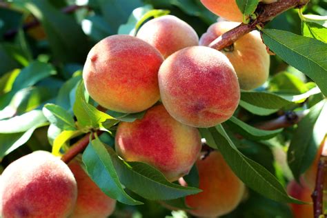 peaches on a branch | Kellogg Garden Organics™