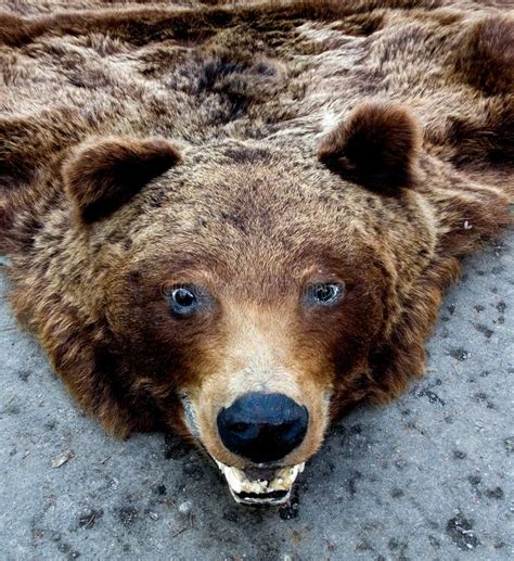 Bear trophy stock photo. Image of death, trophy, black - 1876144