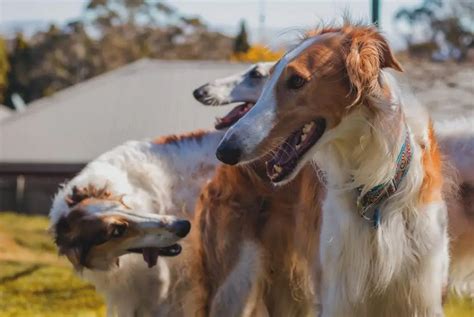 Borzoi vs Saluki: A Detailed Sighthound Comparison - PawCited