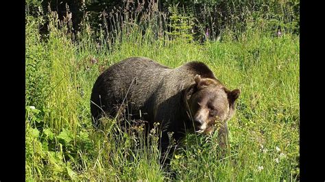 Grizzly Bear on boardwalk in Yellowstone - YouTube