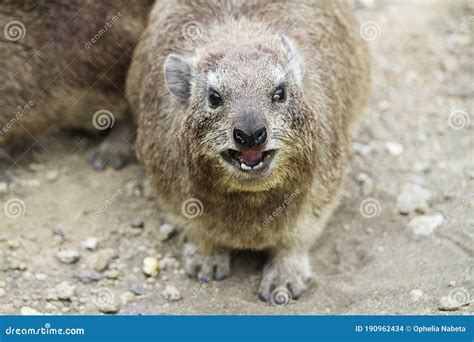 A Rock Hyrax in Hellâ€™s Gate National Park in Kenya Stock Photo ...