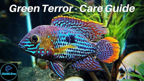 Are Green Terror Cichlids Aggressive? 5 Most Correct Answers ...