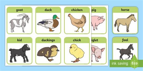 Farm Animals And Their Young Cards | Primary (teacher made)