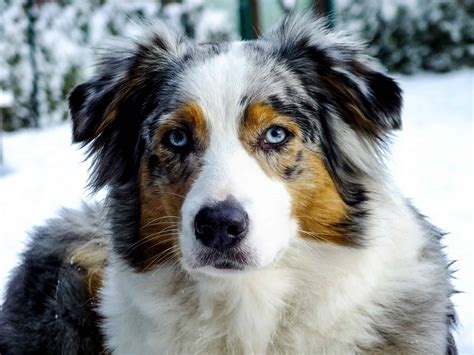 How to Brush an Australian Shepherd - Acme Canine