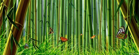 Bamboo Dual Screen Wallpapers - Top Free Bamboo Dual Screen Backgrounds ...