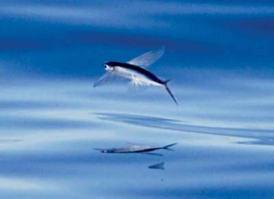 Flying fish | Marine, Gliding, Migration | Britannica