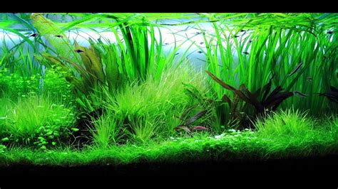 Freshwater Planted Aquarium - Wilderness | 野 - YouTube