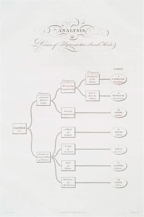 Analysis, or division of calyxes into their several kinds. - NYPL ...