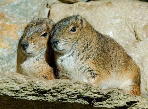 Rock cavy - Alchetron, The Free Social Encyclopedia