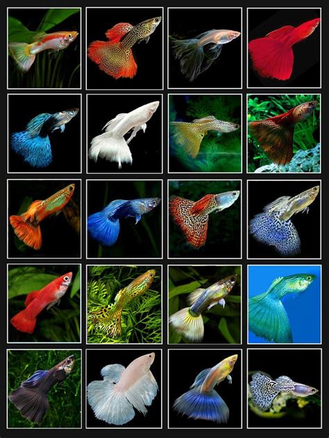 76 best Guppies images on Pinterest | Fish tanks, Fish aquariums and ...