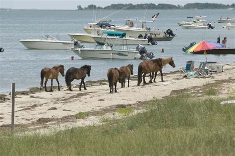 Wild Horses At Shackleford Banks