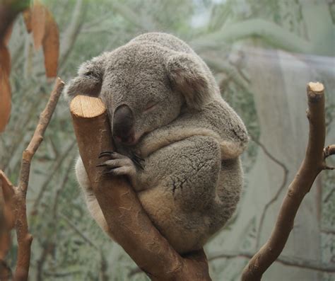 Queensland koala (Phascolarctos cinereus adustus), 2020-07-14 - ZooChat