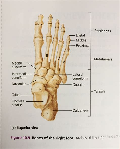 Anatomy of the Right Foot Bones