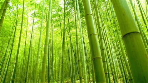 Green Bamboo Forest Wallpapers - Wallpaper Cave