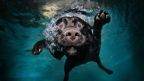 underwater swimming dog animals black water Wallpapers HD / Desktop and ...