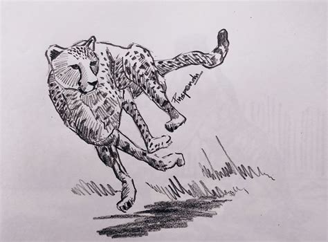 Cheetah Drawing Running