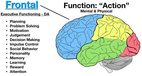 Brain Lobes Diagram And Functions Diagram Media | Images and Photos finder