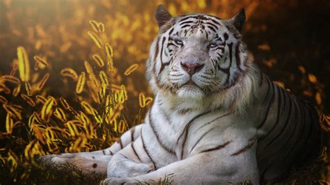 White Tiger Wallpaper 1080p