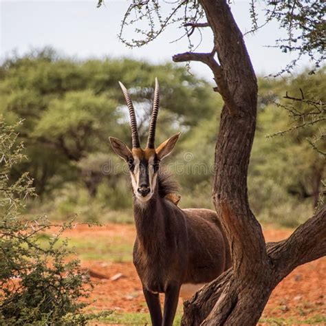 Sable Antelope stock photo. Image of bush, grassland - 92579342